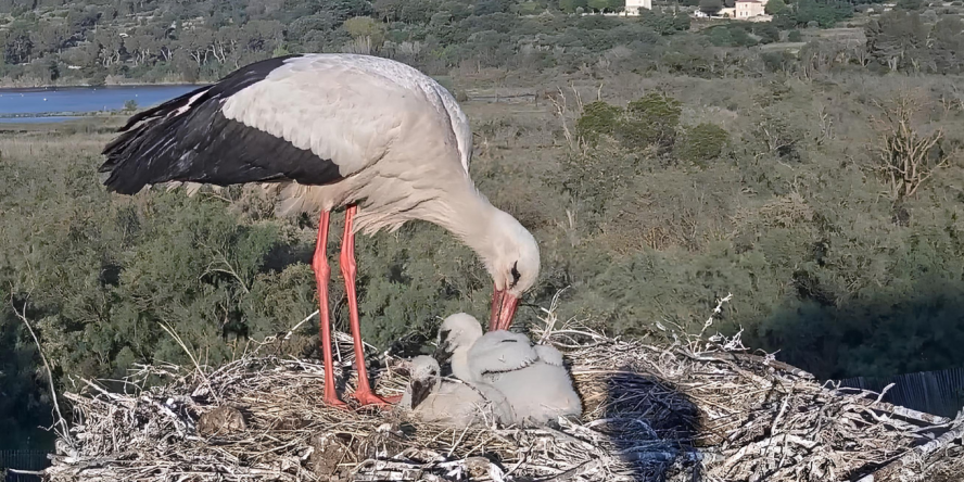 Cigogne blanche et cigogneaux © Jérémy Lainé